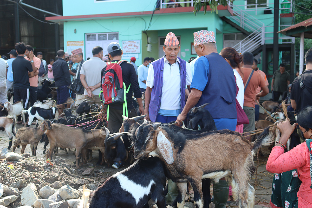 धरान कृषिउपज बजारबाट २ अर्बको खसीबोकाको कारोबार 