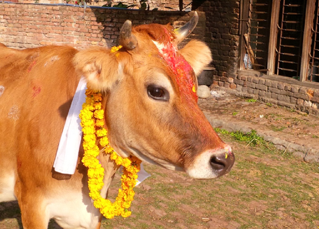 यमपञ्चक अर्थात् तिहारको चौँथो दिन गाई, गोरु, गोवद्र्धन र हलि पूजा