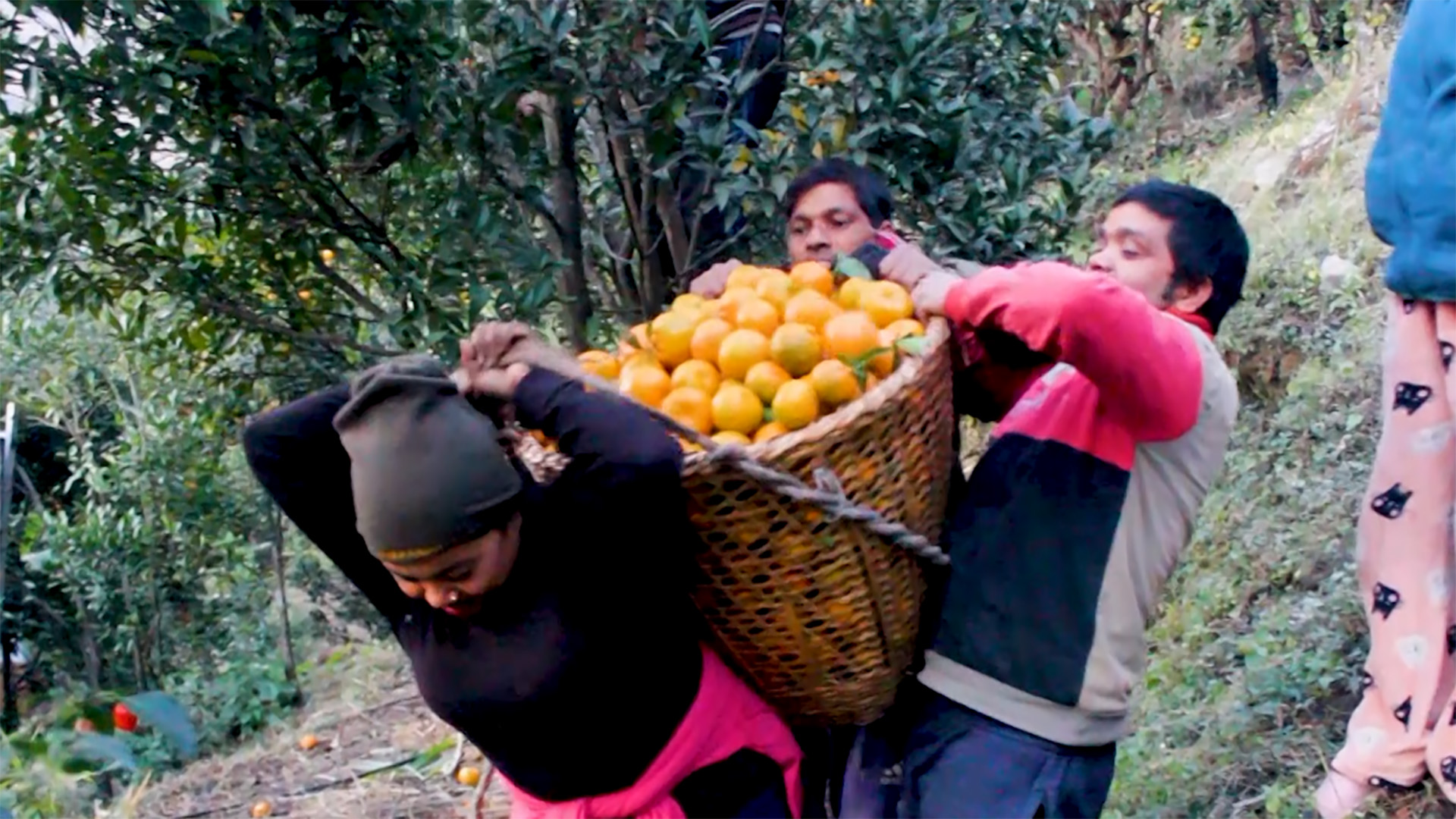 बाटाे खुलेपछि सुन्तला विक्रिमा सहज