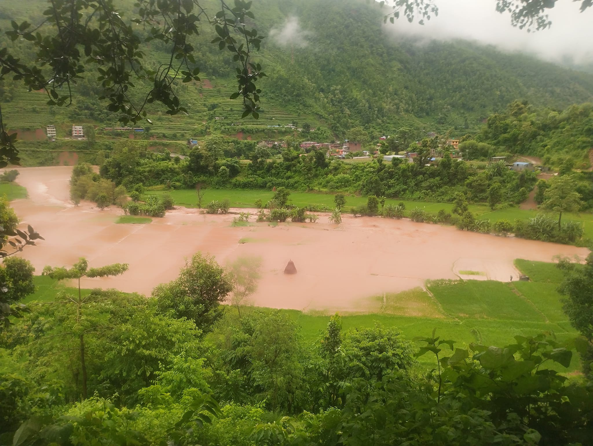 बाढीले सयौँ रोपनी धानखेत बगरमा परिणत