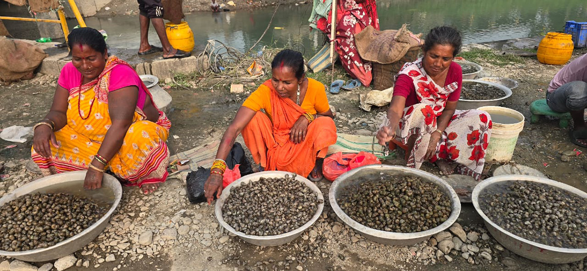 घोँगी व्यापार नै आम्दानीको मुख्य आधार