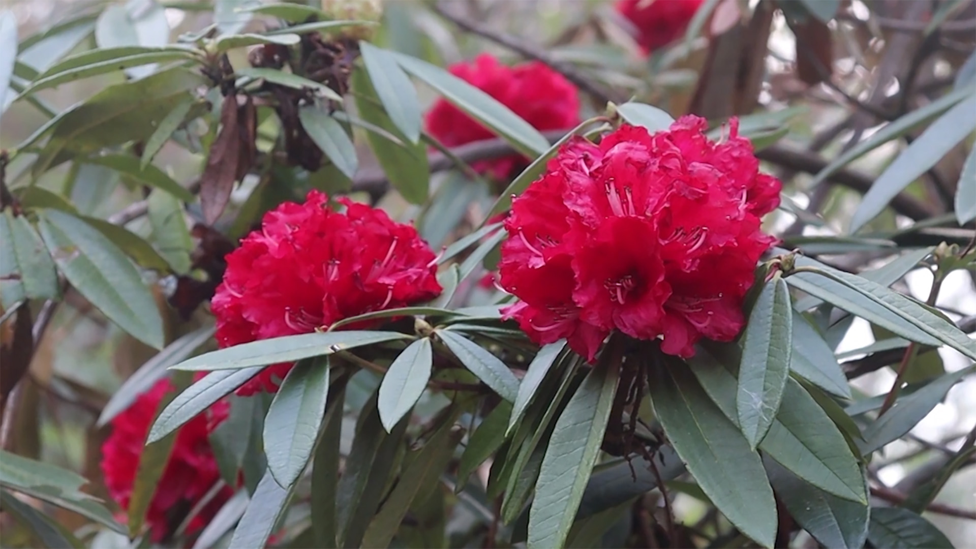 लालीगुराँस फुलेर जङ्गलै राताम्य