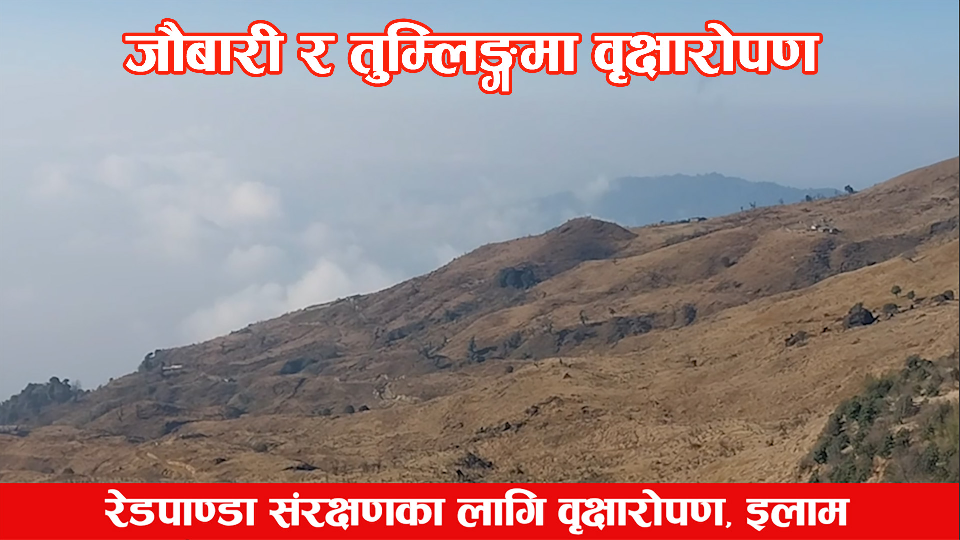 लोपोन्मुख रेडपाण्डा संरक्षणका लागि वृक्षारोपण